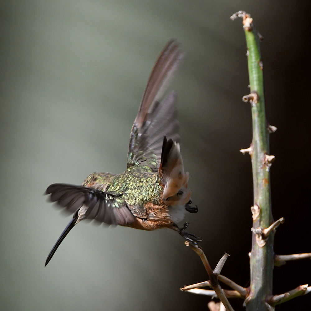 Hummer14.jpg