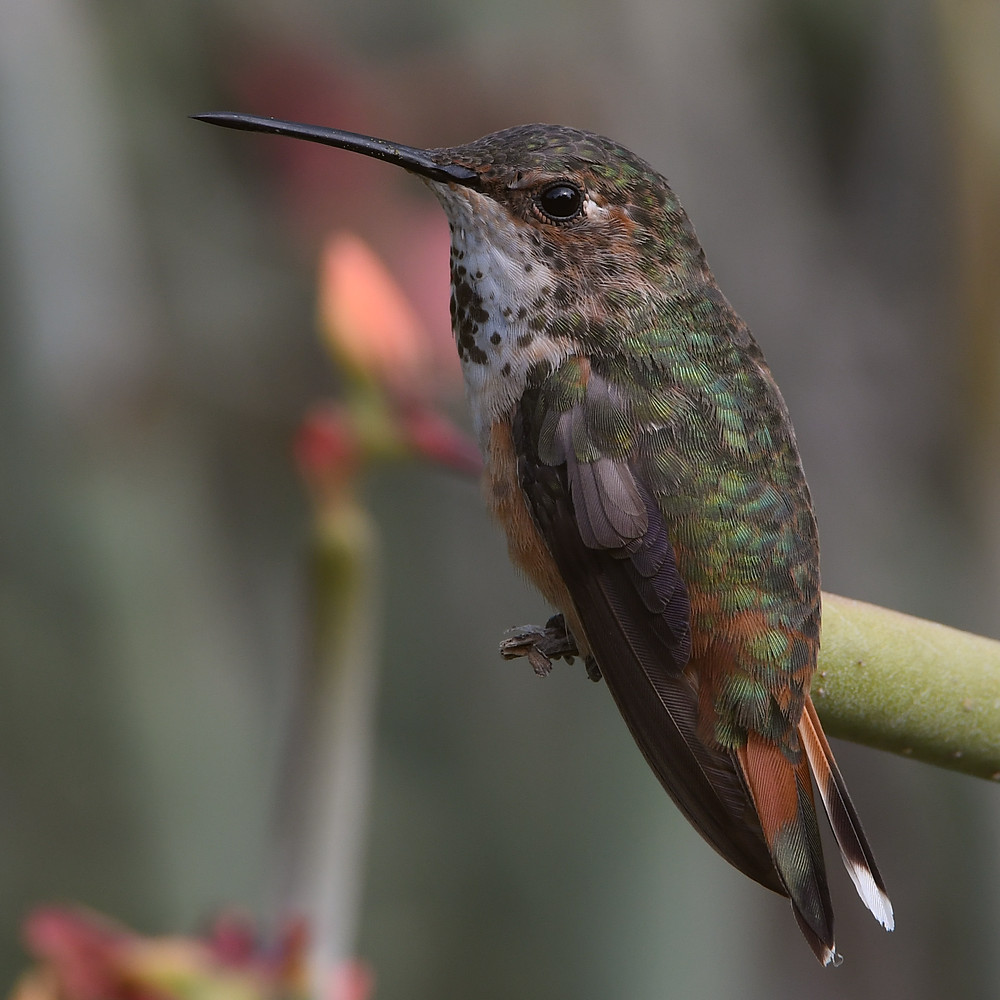 Hummer14.jpg