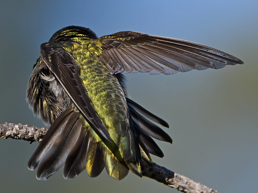 Hummer14.jpg