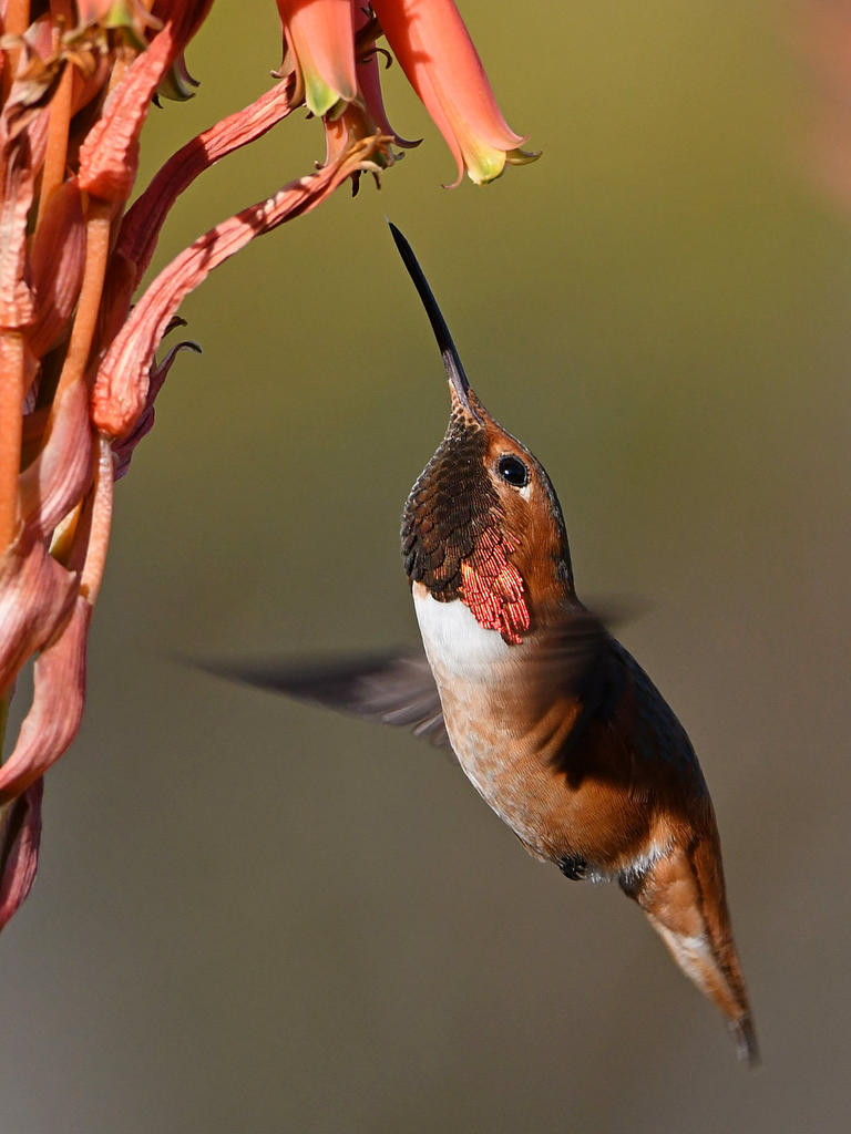 Hummer14.jpg