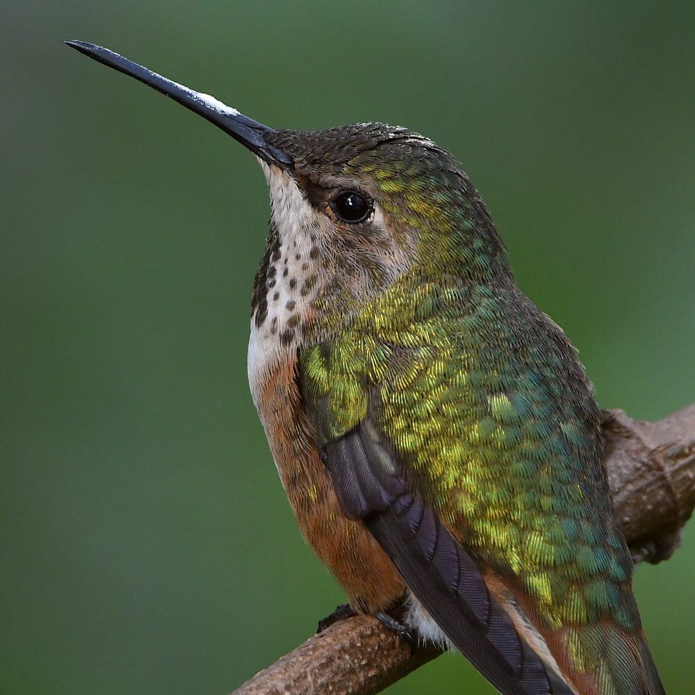 Hummer14.jpg