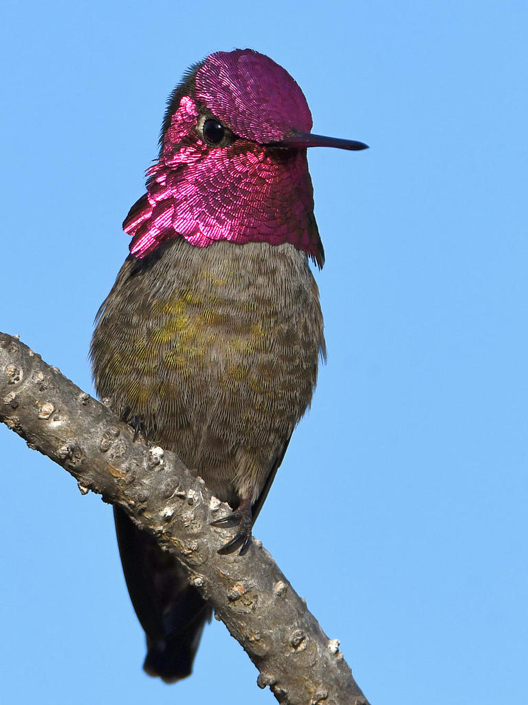 Hummer14.jpg
