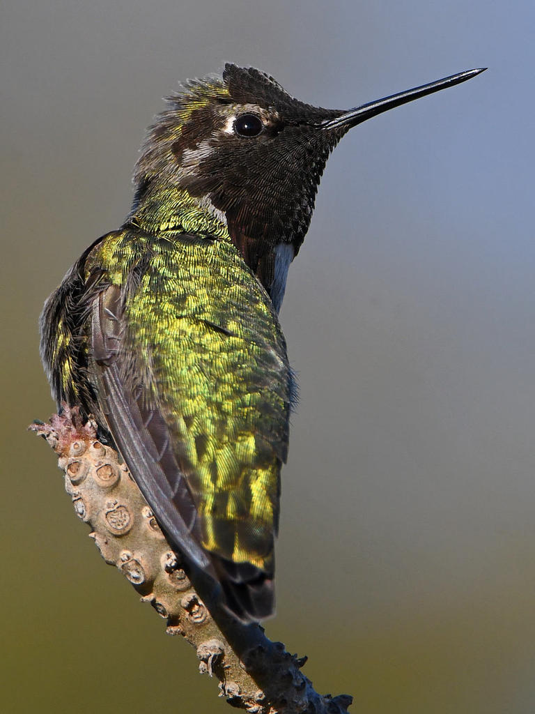 Hummer14.jpg