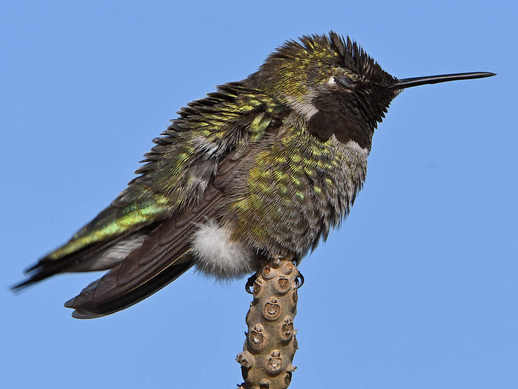 Hummer14.jpg