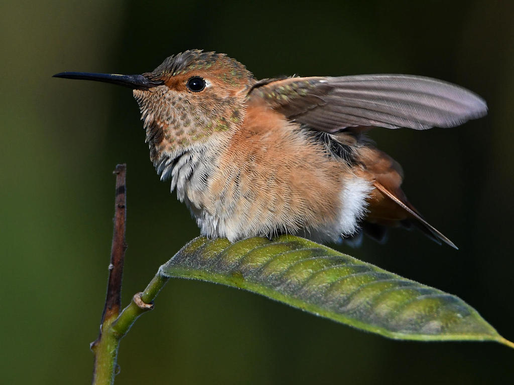 Hummer14.jpg