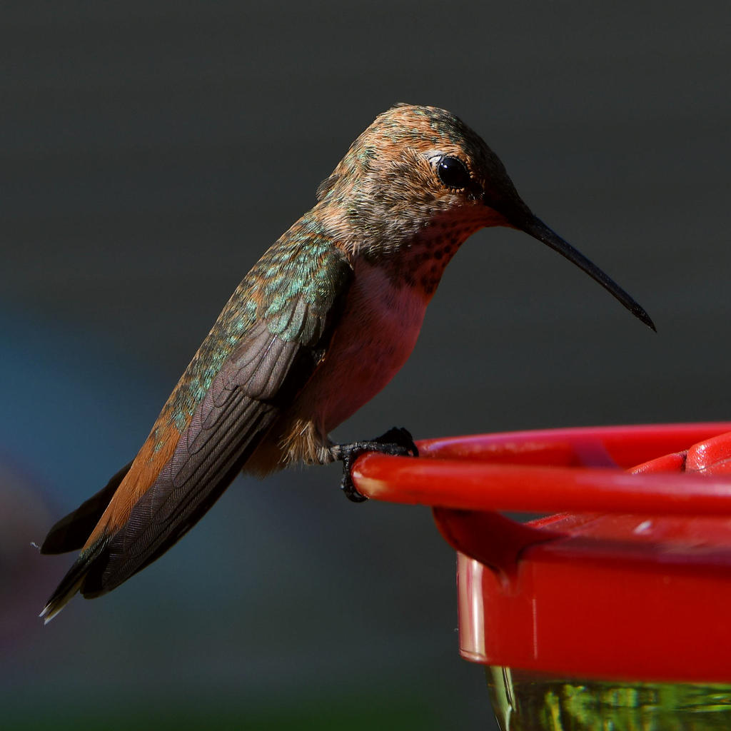 Hummer14.jpg