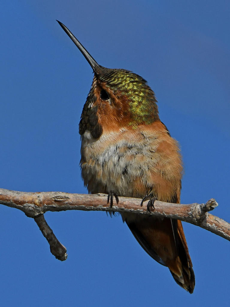 Hummer14.jpg