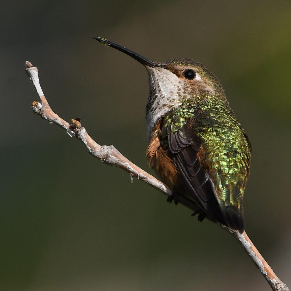 Hummer14.jpg