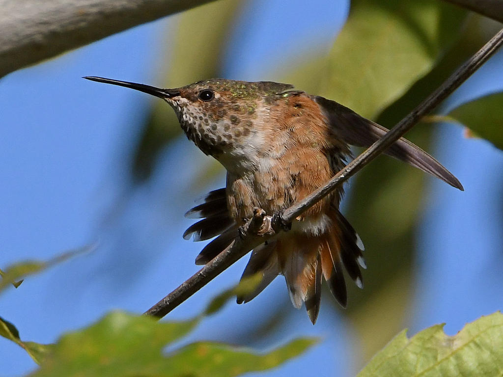 Hummer14.jpg