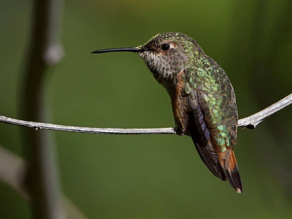Hummer14.jpg