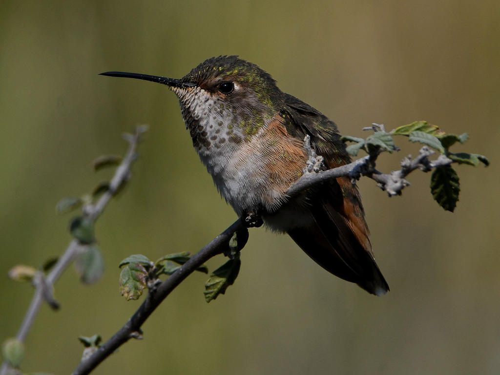 Hummer14.jpg