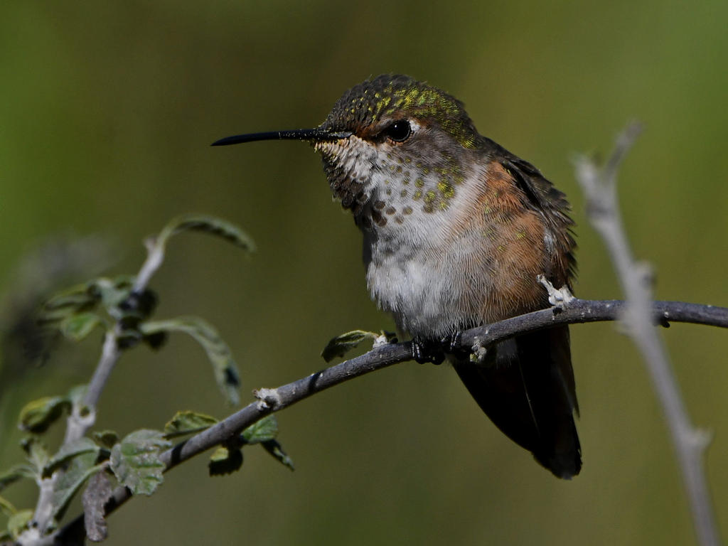 Hummer14.jpg