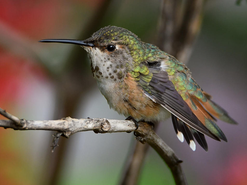 Hummer14.jpg
