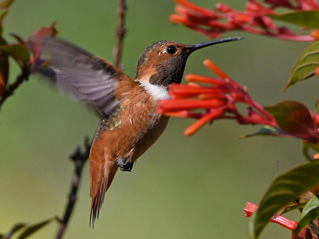 Hummer14.jpg