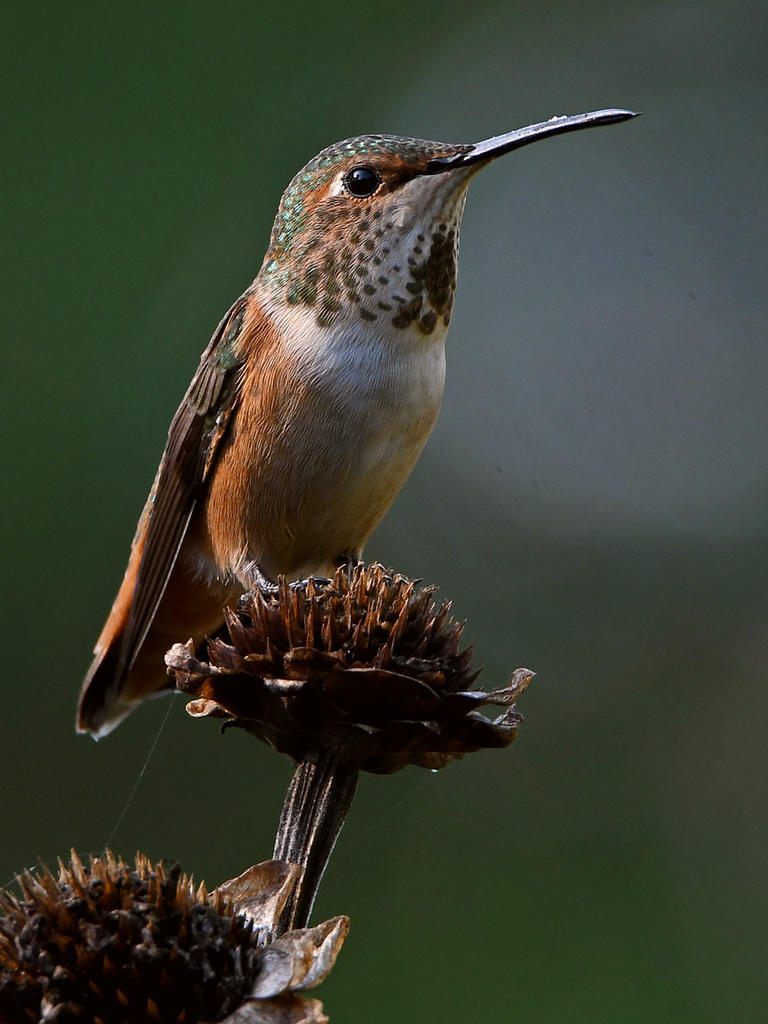 Hummer14.jpg