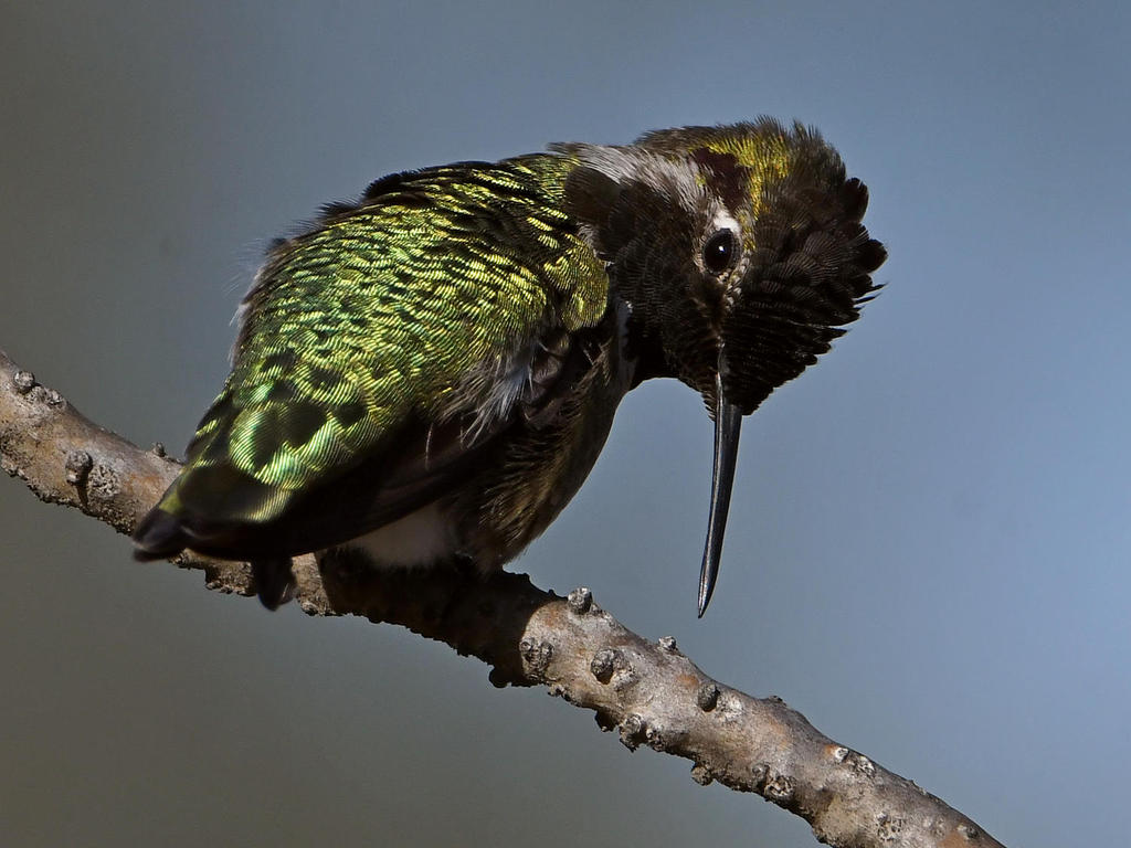 Hummer14.jpg