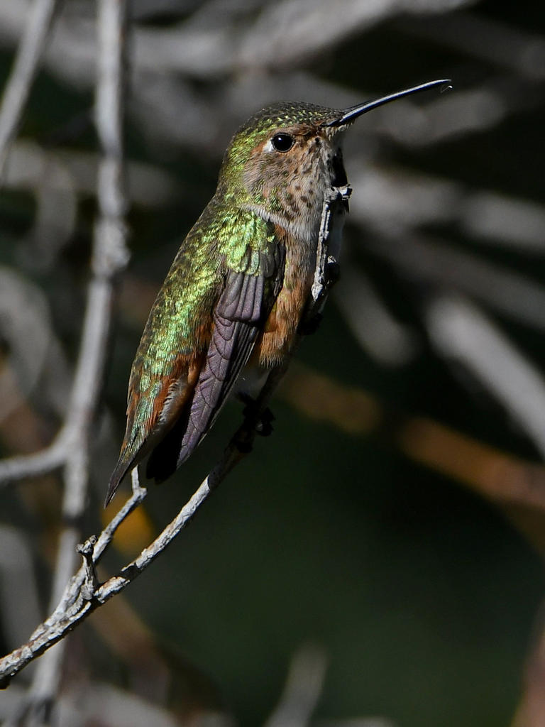Hummer14.jpg