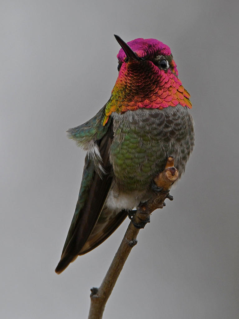 Hummer14.jpg
