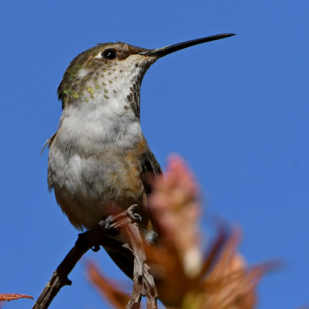 Hummer14.jpg