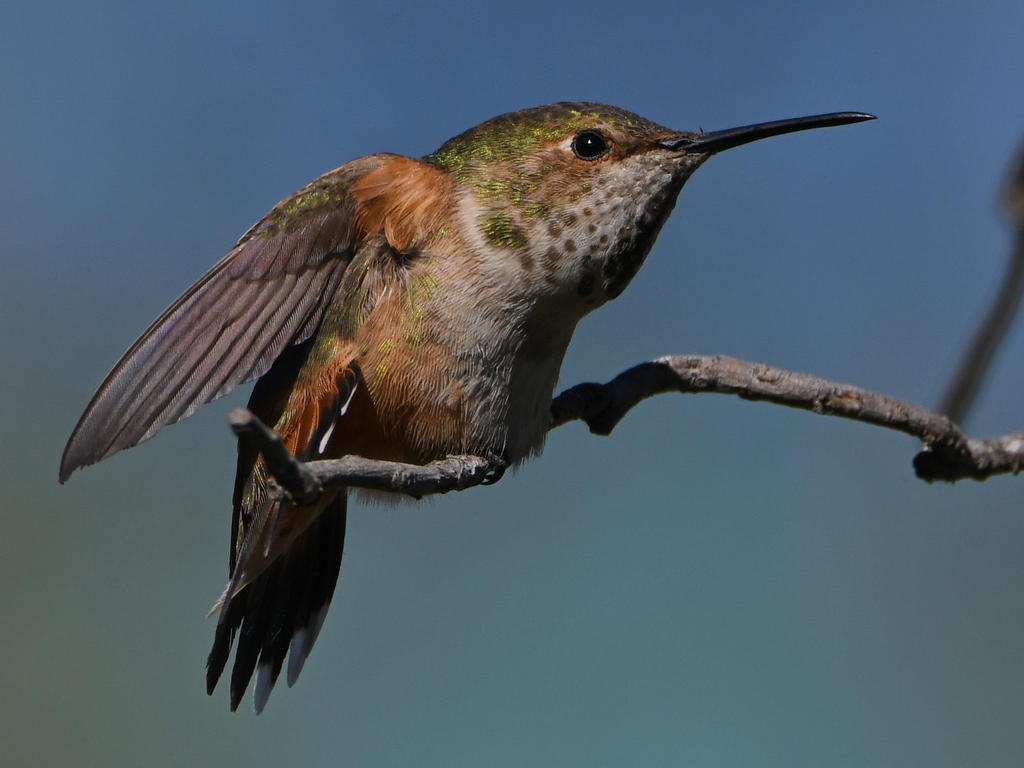 Hummer14.jpg