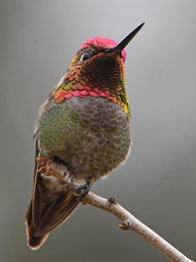 Hummer14.jpg