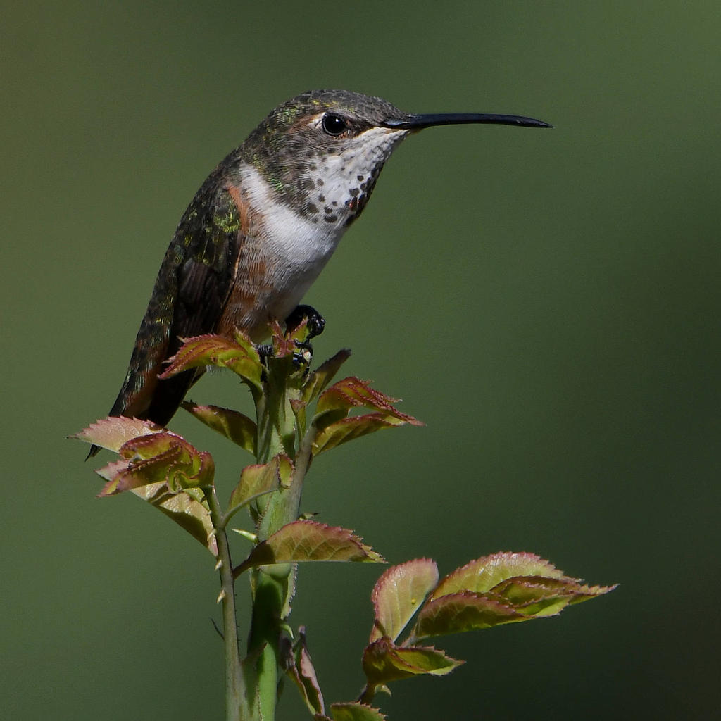 Hummer14.jpg