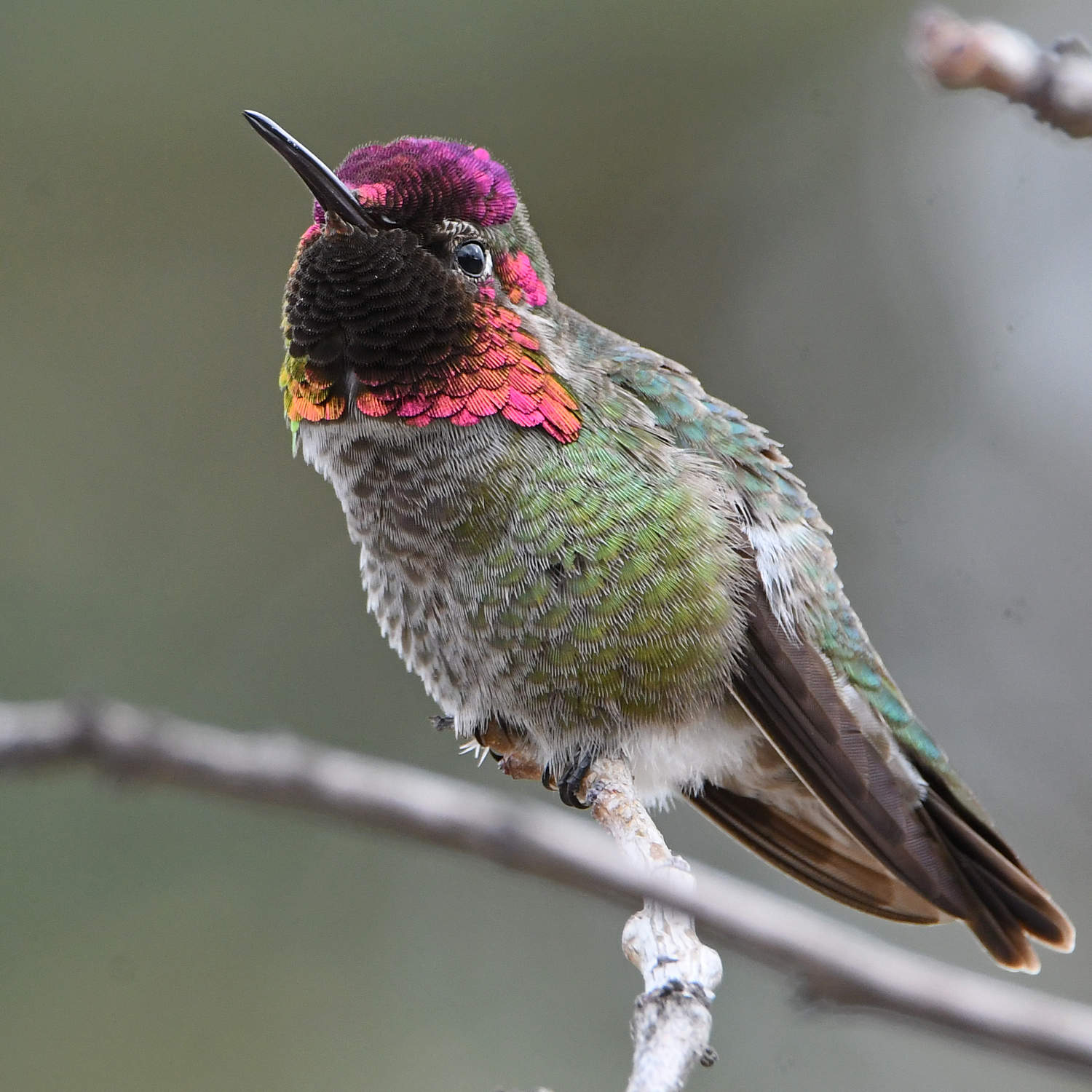 Hummer14.jpg