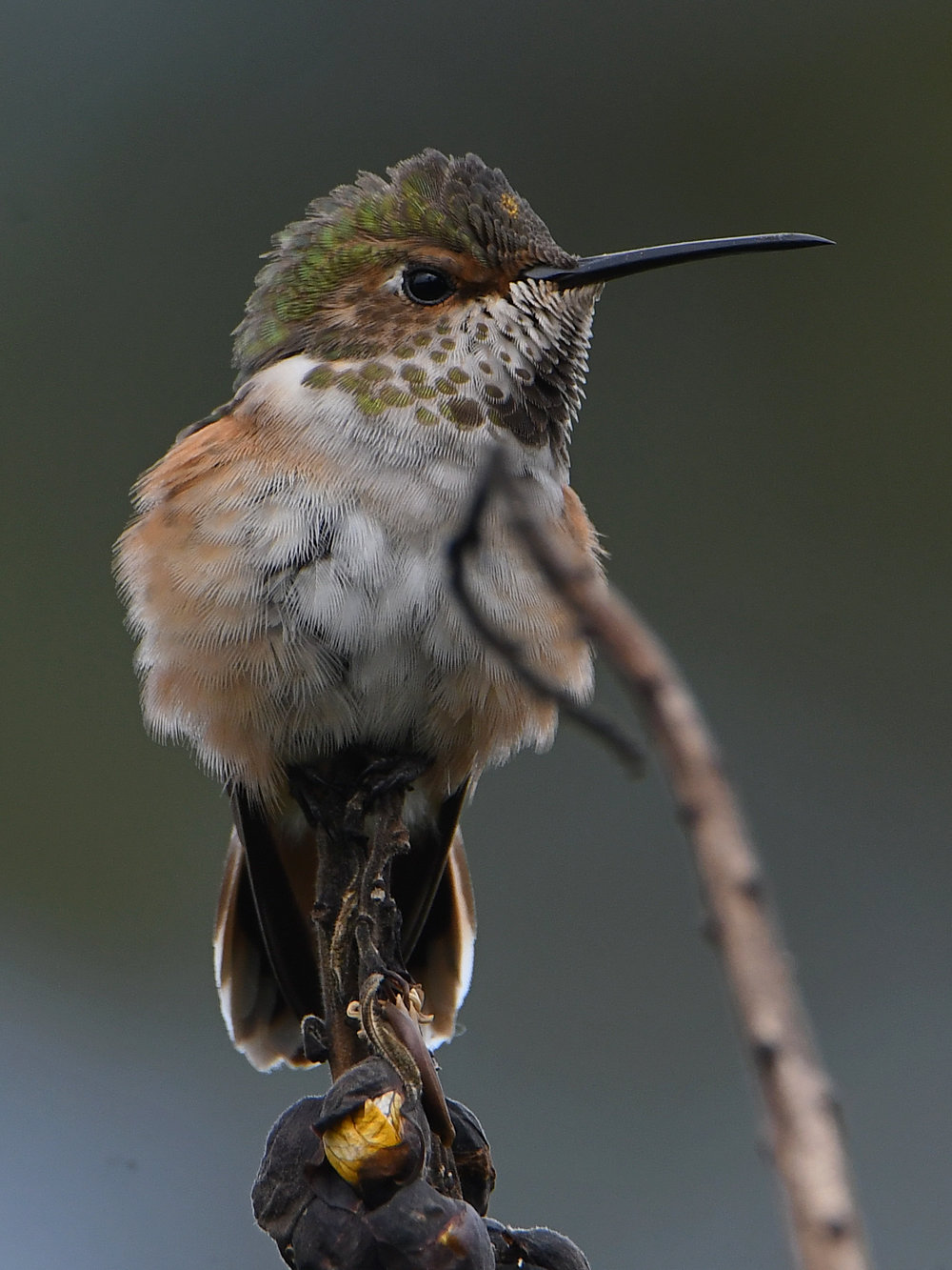 Hummer14.jpg