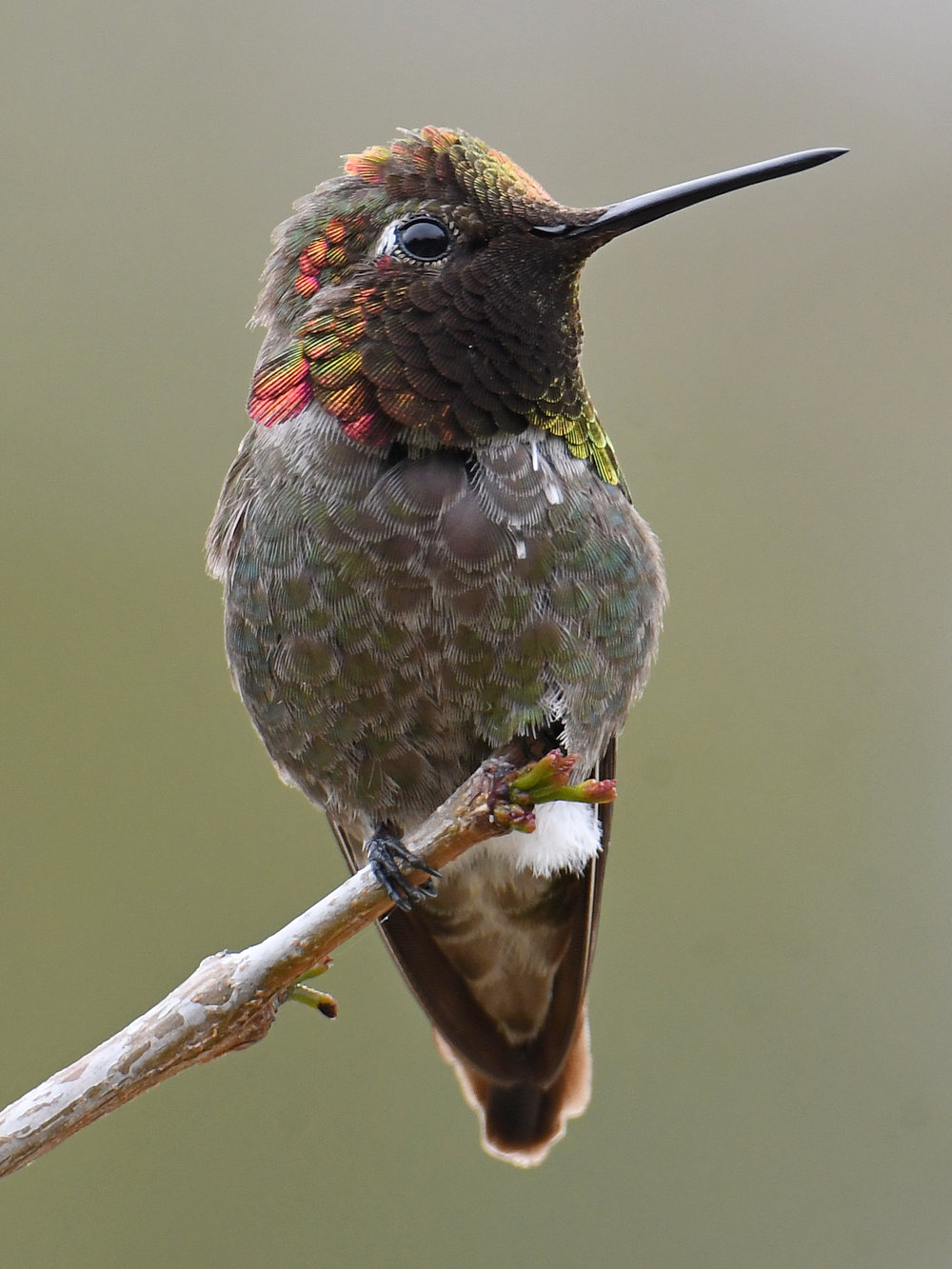 Hummer14.jpg