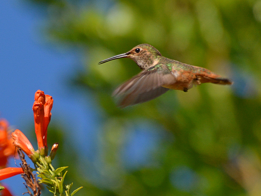 Hummer15.jpg