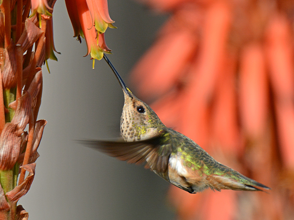 Hummer15.jpg
