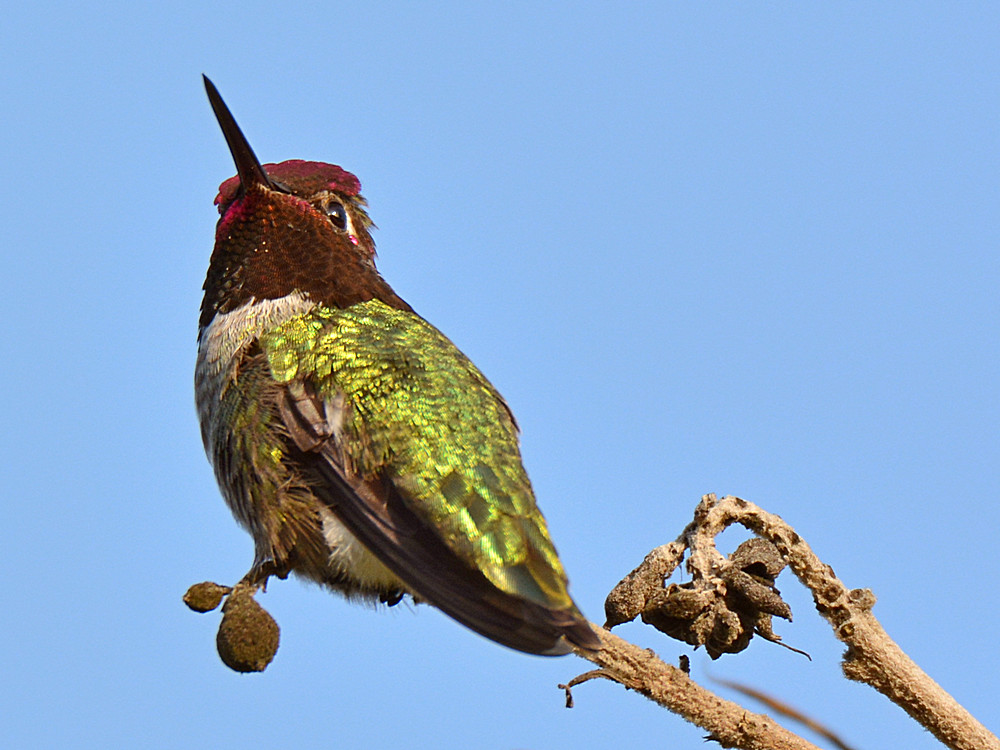 Hummer15.jpg