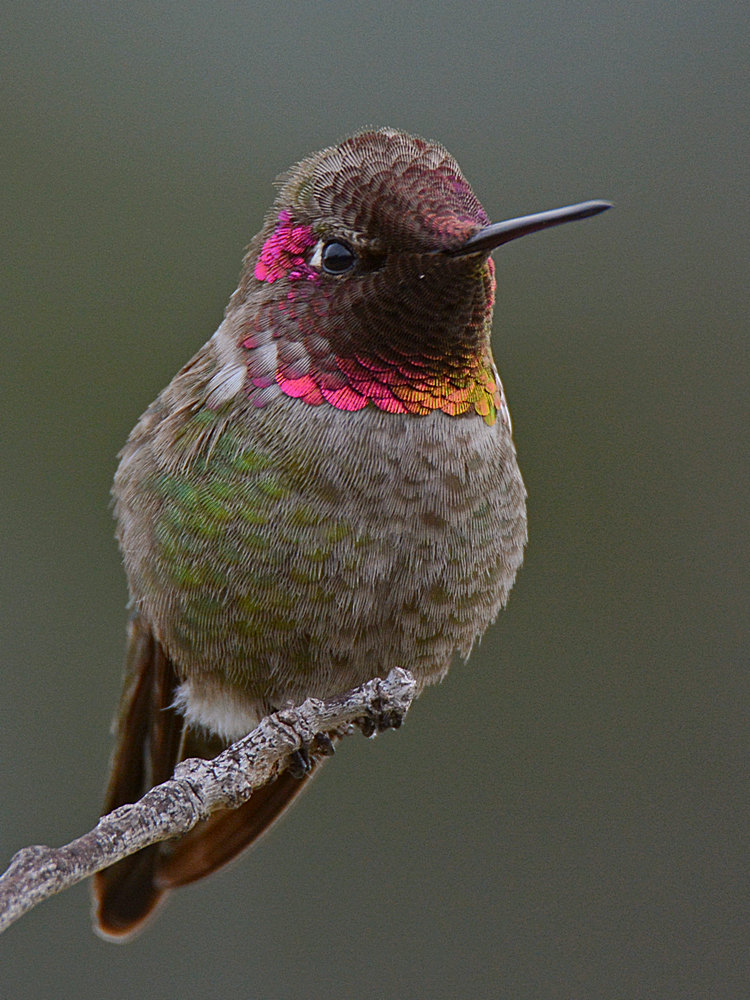 Hummer15.jpg