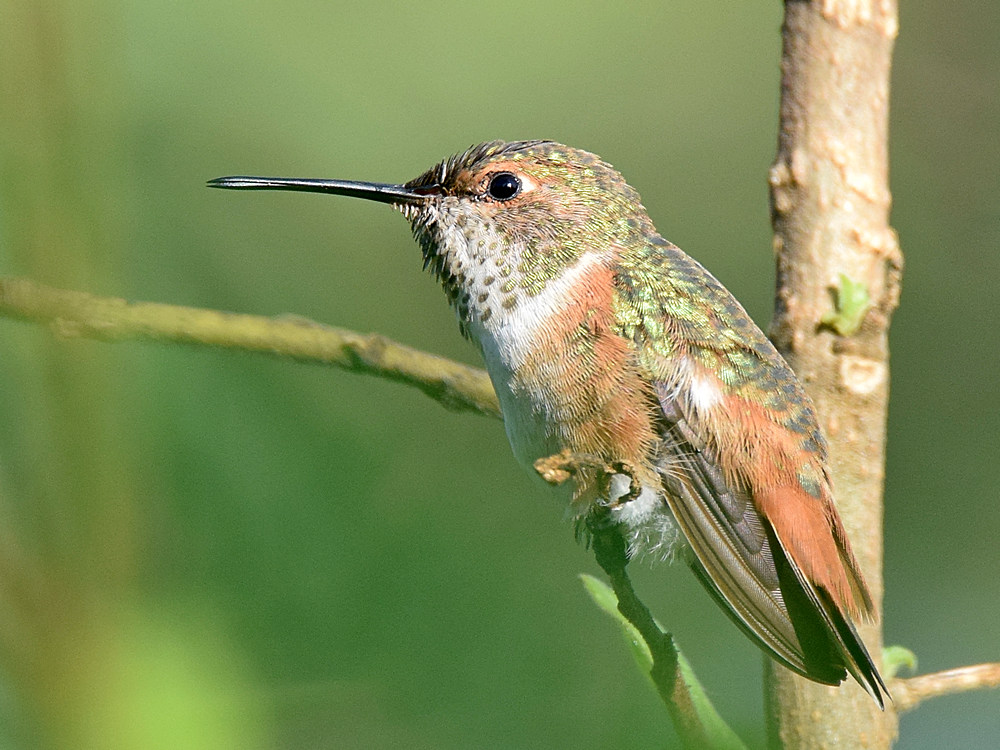 Hummer15.jpg