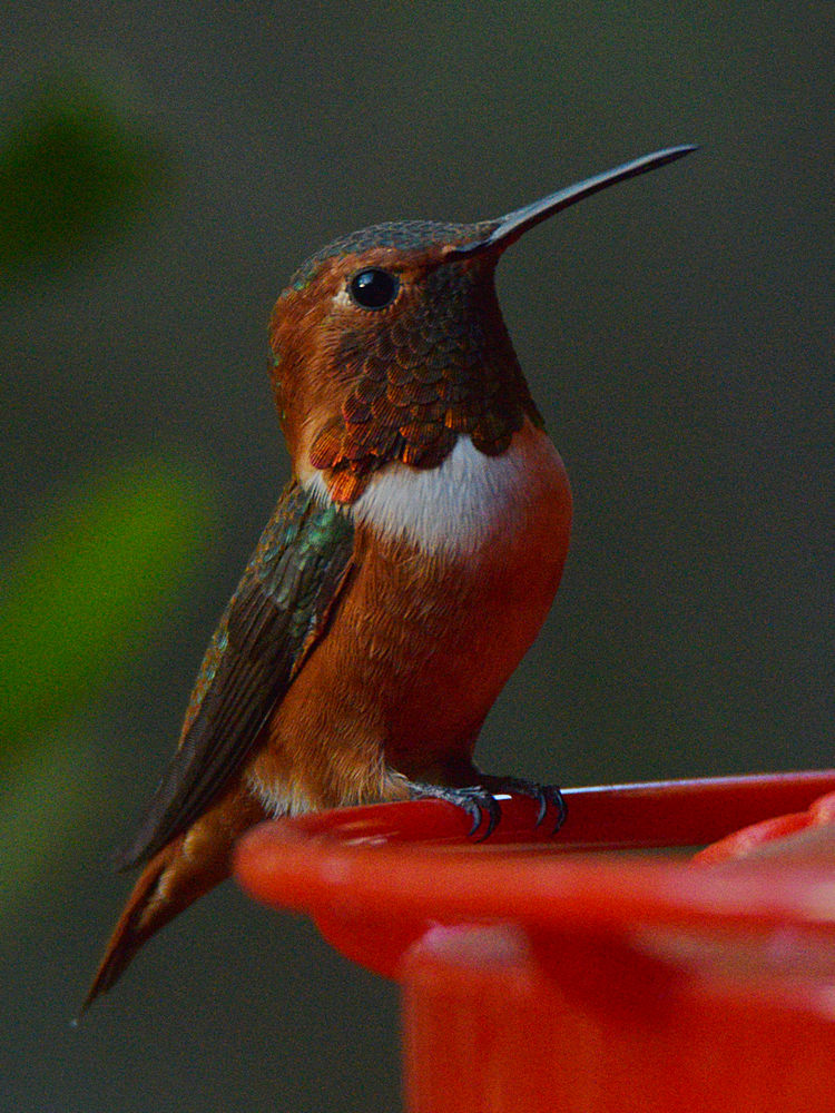 Hummer15.jpg