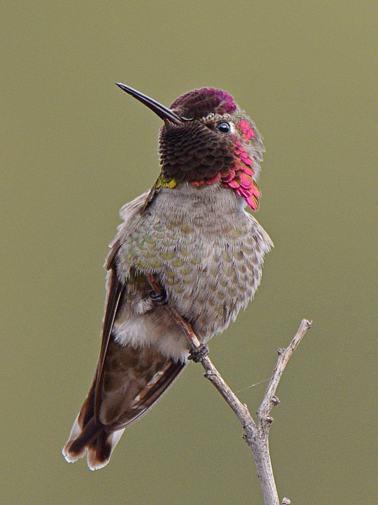 Hummer15.jpg