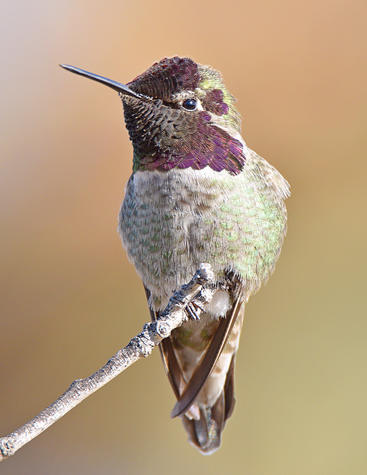 Hummer15.jpg