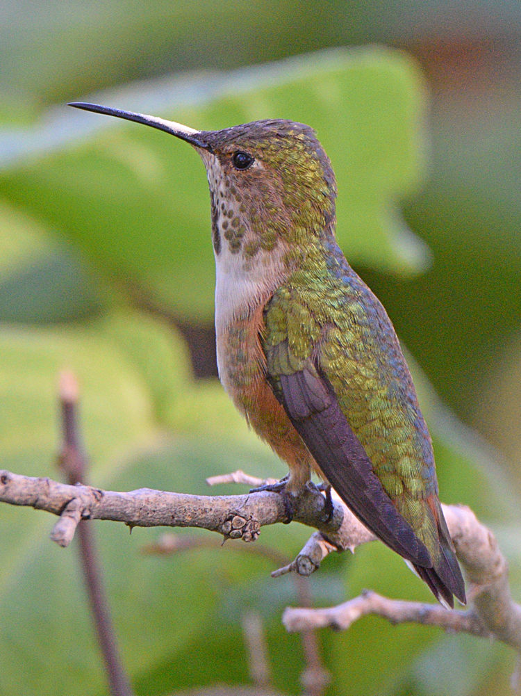 Hummer15.jpg