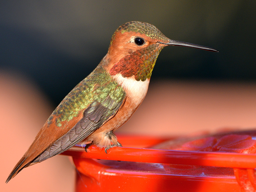 Hummer15.jpg