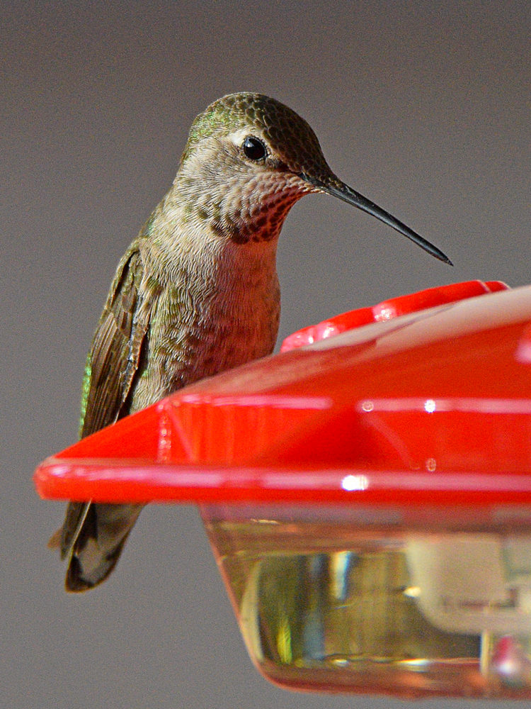 Hummer15.jpg