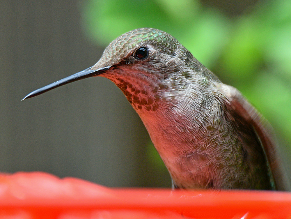 Hummer15.jpg