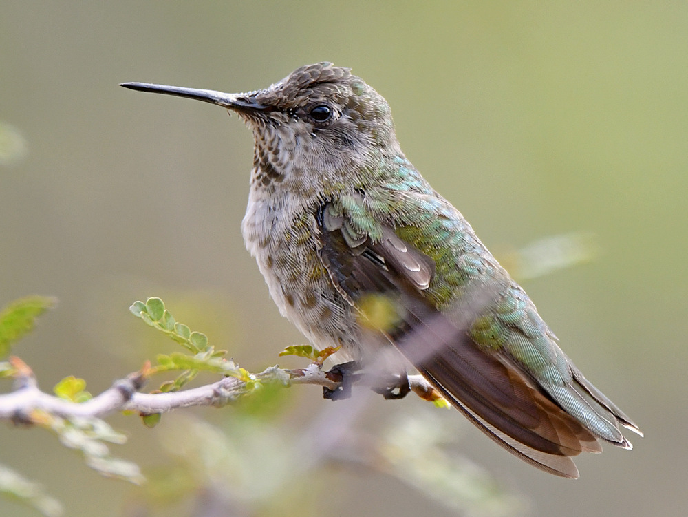 Hummer15.jpg