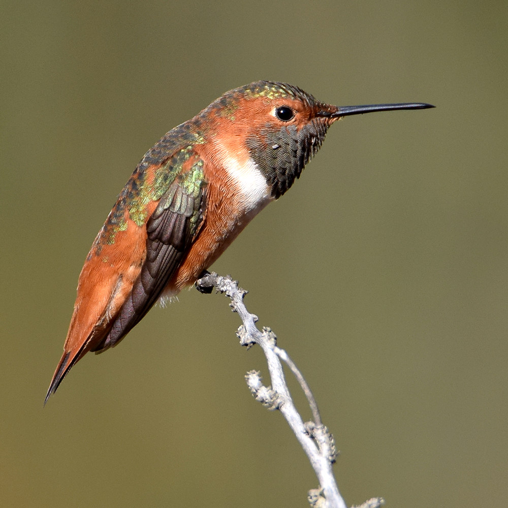 Hummer15.jpg