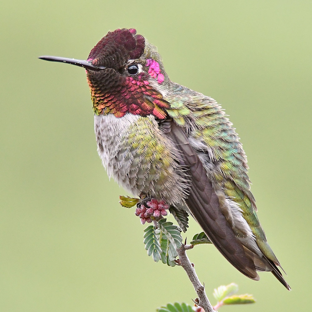Hummer15.jpg