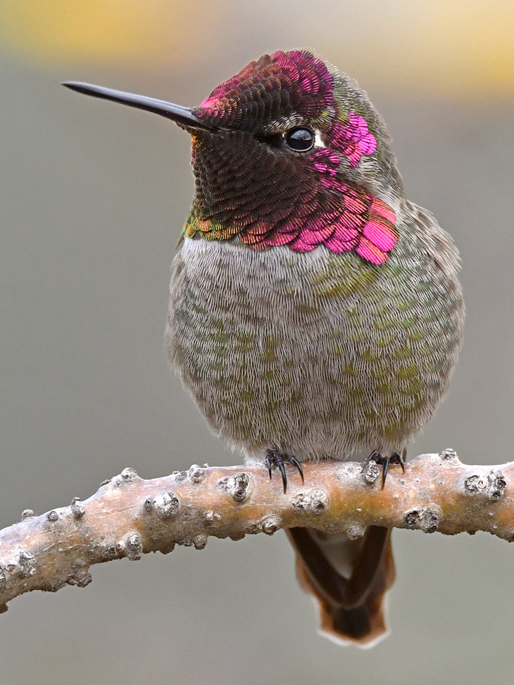 Hummer15.jpg
