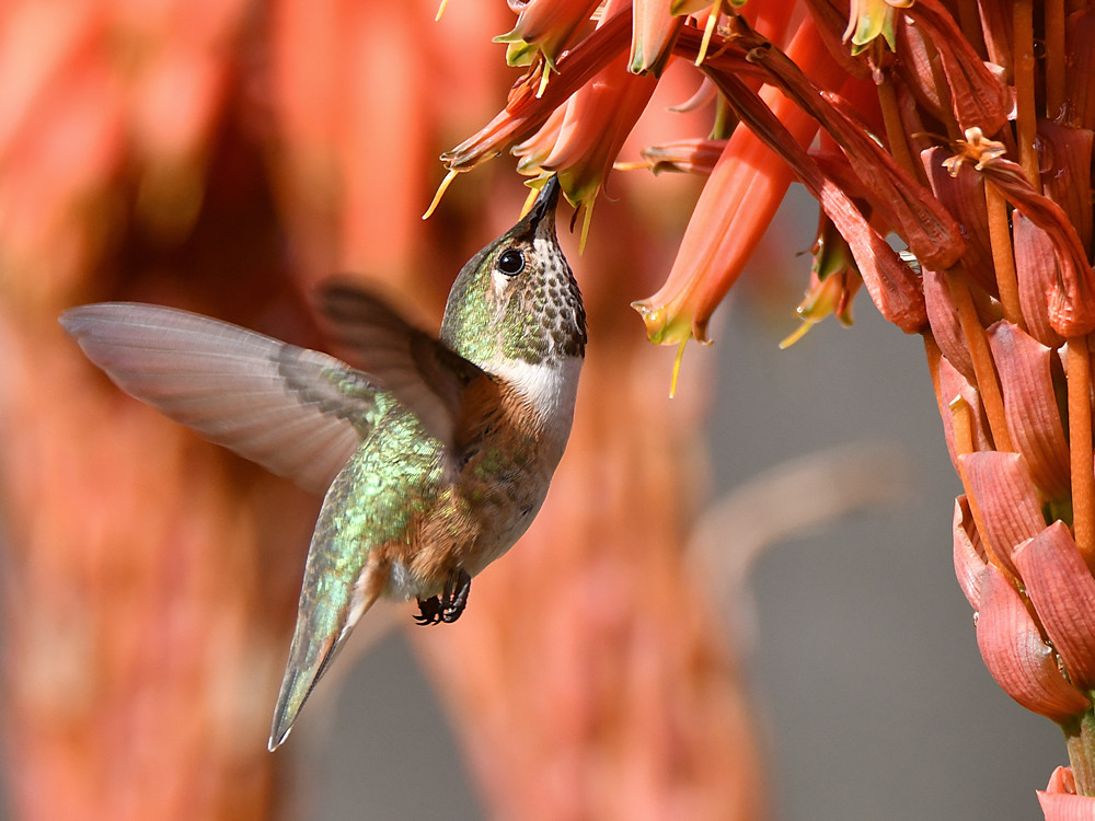 Hummer15.jpg