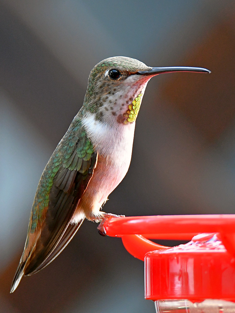 Hummer15.jpg