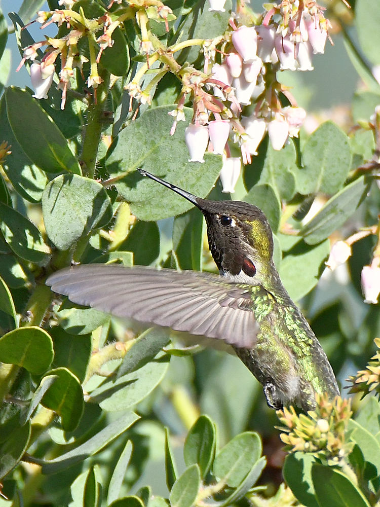 Hummer15.jpg