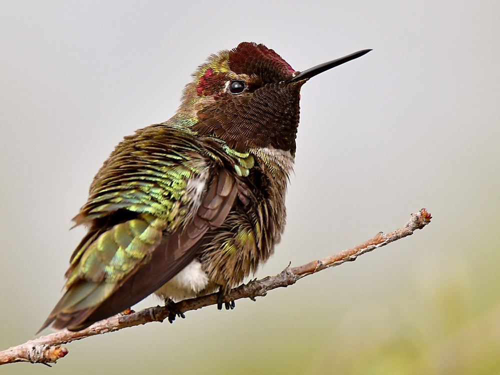Hummer15.jpg