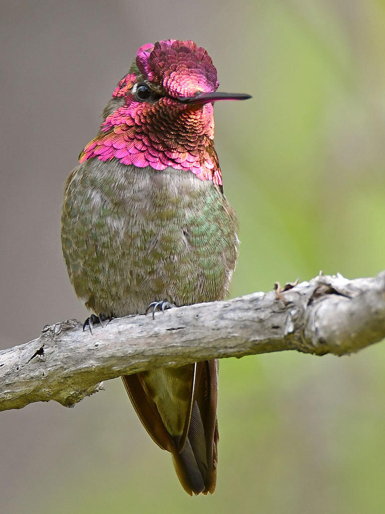 Hummer15.jpg